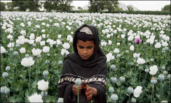 وزارت مبارزه با مواد مخدر:  هزاران کودک در افغانستان در کار کشت و تولید مواد مخدر دخیل اند