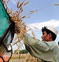 وزارت زراعت: محصولات زراعتی در سالروان رشد چشمگیر داشته است