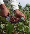 افغانستان هنوزهم بزرگترین  تولید کننده مواد مخدر جهان است 