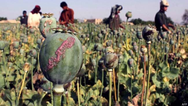 کشت کوکنار در افغانستان کاهش یافته است