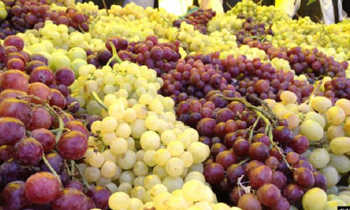  انگور هرات امسال 15 درصد نسبت به پارسال افزایش یافته است