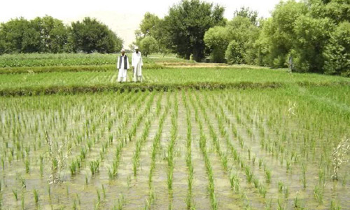 نتایج یک سروی:  افغانستان در تولید برنج ۶۶ درصد خودکفا شده است 