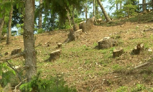 موسسه آلمانی احیای جنگل‌ها، از قطع جنگل‌های کشور ابراز نگرانی کرد