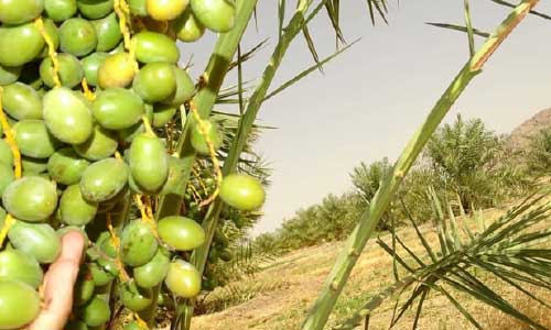 وزارت زراعت: ۲۷ جریب باغ تجارتی خرما در فراه ساخته می‌شود