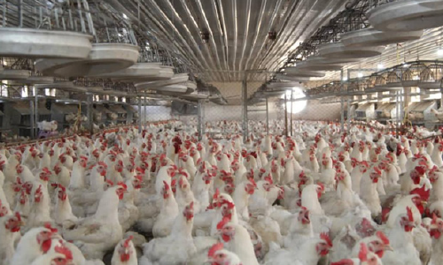 سالانه حدود ۲۱.۴ میلیون جوجه مرغ در بلخ تولید می‌شود 