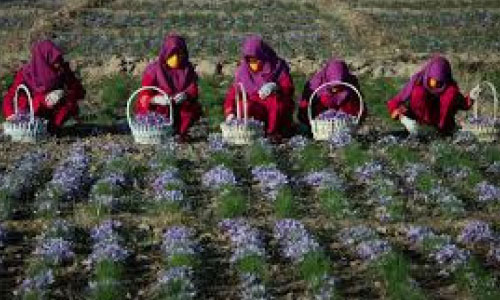 زنان و اقتصاد افغانستان - بخش دوم