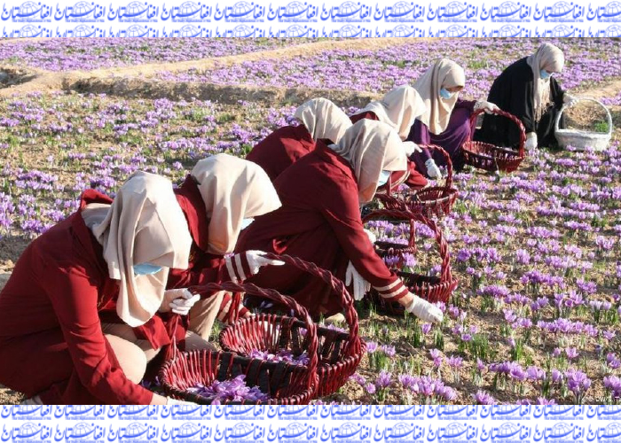 زعفران افغانستان برای چهارمین بار بهترین زعفران جهان شد