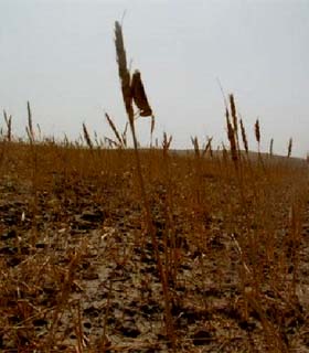 خشکسالی؛ پیامد بی توجهی به حفظ محیط زیست کشور!