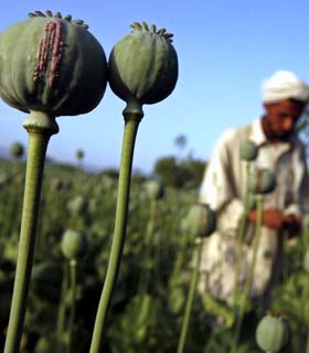موادمخدر، چالش افغانستان و جهان!