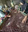 هاشمی: صادرات میوه تازه و خشک در سال جاری به بیش از ۵۵ هزار تن خواهد رسید