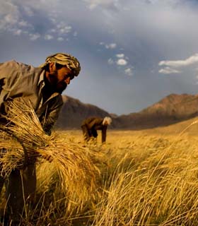 افغانستان به دو میلیون تن گندم وارداتی نیاز دارد