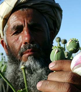 افغانستان و دشواریهای مبارزه با مواد مخدر